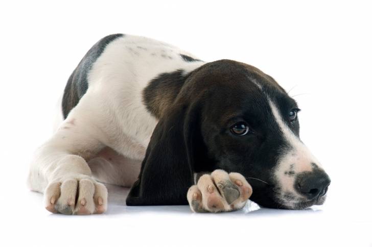 Photo Berger d'Auvergne