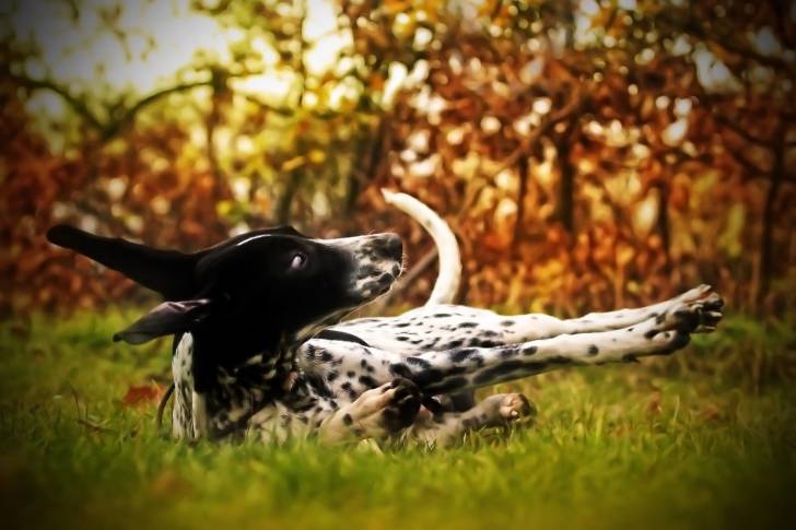 Photo Berger d'Auvergne