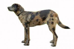 Un Berger d'Auvergne sur fond blanc