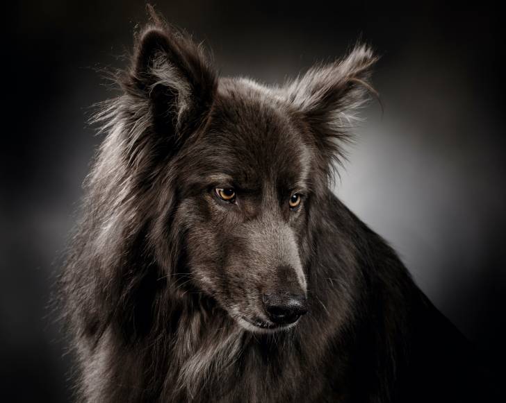 Photo Blue Bay Shepherd