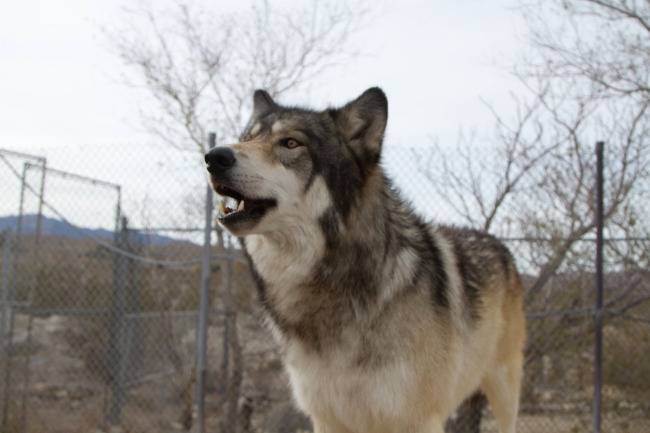 Photo Timber Shepherd