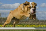 Photo Bulldog Continental