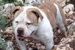 Hypnose - Bulldog Continental Femelle (5 ans)