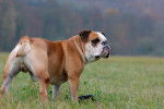 Photo Bulldog Continental