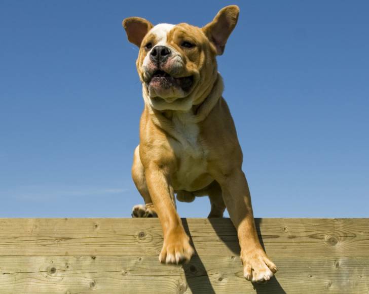 Photo Bulldog Continental