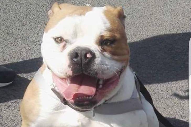 Hulk - Bulldog Continental Mâle (3 ans)