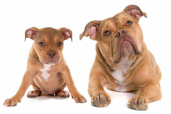 Photo Bulldog Continental