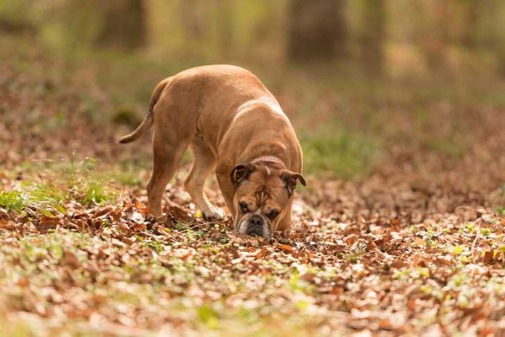 Photo Bulldog Continental