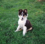 ipsos - Colley &agrave; Poil Long M&acirc;le (Autre)