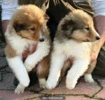 Tom y Jerry - Colley &agrave; Poil Long M&acirc;le (3 mois)