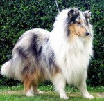 Ushuaia - Colley &agrave; Poil Long (9 ans)