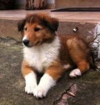 triska - Colley à Poil Long (8 mois)