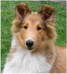 Kiwi - Colley à Poil Long (7 mois)