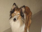 lassy - Colley à Poil Long (14 ans)