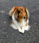 Kira - Colley à Poil Long (4 ans)