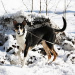 Lara - Colley à Poil Long (3 ans)