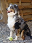 tit-loup - Colley à Poil Long Mâle (10 ans)