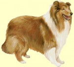 COLIE - Colley &agrave; Poil Long M&acirc;le (3 ans)