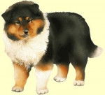 DORA - Colley &agrave; Poil Long (3 ans)