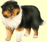 zaquy - Colley &agrave; Poil Long M&acirc;le (1 mois)