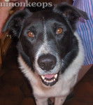 Pia (Border Collie) - Colley à Poil Long Mâle (7 ans)