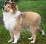 Ahora - Colley &agrave; Poil Long (1 an)