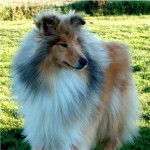 Dixy - Colley à Poil Long Mâle