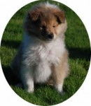 Preciosa - Colley à Poil Long (2 mois)