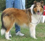 Roxy - Colley &agrave; Poil Long (3 ans)