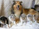 rough collie pups - Colley à Poil Long