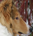 Meine Hübsche =) - Colley à Poil Long (10 mois)