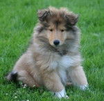 Luna - Colley &agrave; Poil Long (2 mois)