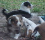 Minnie, Emma y Mia - Colley &agrave; Poil Long (6 mois)