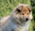 tchoutchou - Colley &agrave; Poil Long M&acirc;le (4 mois)