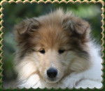 milka - Colley &agrave; Poil Long M&acirc;le