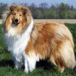 connie - Colley à Poil Long Mâle (5 ans)