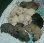 les chiot de mika - Colley à Poil Long (1 mois)