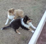 eden et eva1 - Colley à Poil Long (1 an)