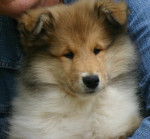 Prune - Colley &agrave; Poil Long (4 mois)