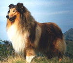 Colley - Colley &agrave; Poil Long