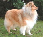 Colley - Colley &agrave; Poil Long