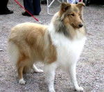 Colley - Colley &agrave; Poil Long