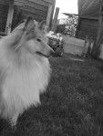 Lassie - Colley à Poil Long (6 ans)