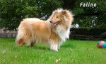 Faline - Colley &agrave; Poil Long (3 ans)