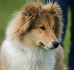 Fabuleuse Prune - Colley &agrave; Poil Long (1 an)