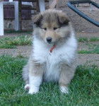 E'ARWEN THE WIND CHARMS - Colley à Poil Long (1 an)