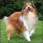 ? - Colley à Poil Long