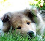 je sais pas ? - Colley &agrave; Poil Long