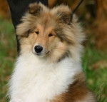 Prune - Colley à Poil Long (7 mois)