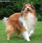 Photo de Colley : Otton du Clos de Marialan - Colley à Poil Long